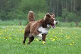 BORDER COLLIE 964